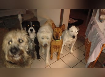 Solo - auf PS in 53894 Mechernich - liebe, nette, blinde Hündin die sicher und selbstbewußt ist