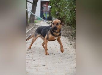 Persil - liebt es gekrault und gekuschelt zu werden, neugierig & freundlich