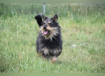 Timmy - freundlich, verschmuster Rüde der die Nähe der Menschen genießt