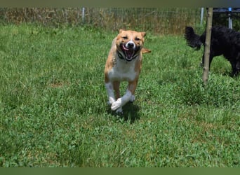 Caroline - menschenbezogene Hündin die ein sportliches Zuhause sucht
