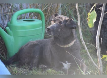 Kotangens - ruhige unauffällige Hundedame sucht Menschen mit Herz