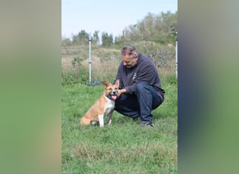 Caroline - menschenbezogene Hündin die ein sportliches Zuhause sucht
