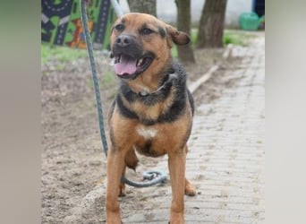 Persil - liebt es gekrault und gekuschelt zu werden, neugierig & freundlich