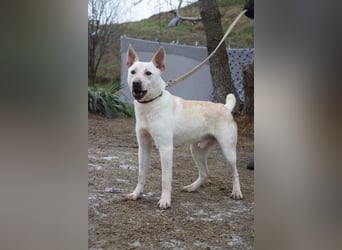 Momo - liebt die Menschen und ist sehr freundlich