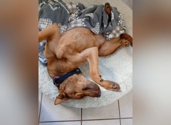 Solo - auf PS in 53894 Mechernich - liebe, nette, blinde Hündin die sicher und selbstbewußt ist