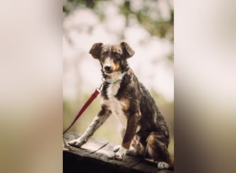 Joshi - auf PS in 45147 Essen - lieber, freundlicher Rüde der die Menschen sehr liebt