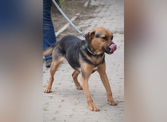 Persil - liebt es gekrault und gekuschelt zu werden, neugierig & freundlich