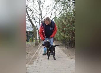 Asterix - lebhafter, freundlicher Rüde mit viel Lebensfreude