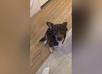 Joshi - auf PS in 45147 Essen - lieber, freundlicher Rüde der die Menschen sehr liebt