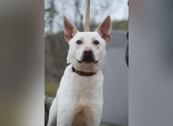 Momo - liebt die Menschen und ist sehr freundlich