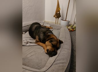 Persil - auf PS in 45768 Marl - liebt es gekrault und gekuschelt zu werden, freundlich & ruhig