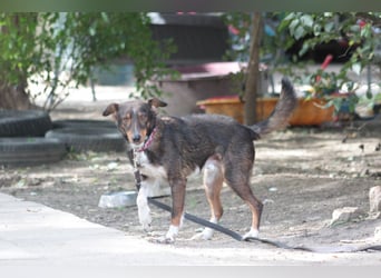 Joshi - auf PS in 45147 Essen - lieber, freundlicher Rüde der die Menschen sehr liebt