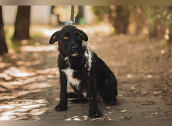 Litschi - auf PS in 45147 Essen - tolle Hündin die von Natur aus freundlich & liebenswert ist