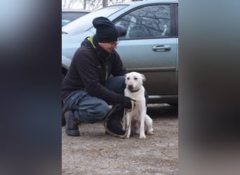 Momo - liebt die Menschen und ist sehr freundlich