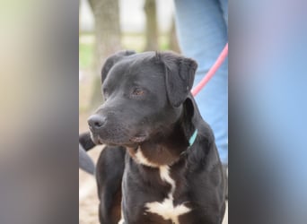 Asterix - lebhafter, freundlicher Rüde mit viel Lebensfreude