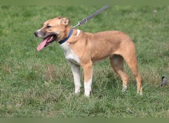 Caroline - menschenbezogene Hündin die ein sportliches Zuhause sucht