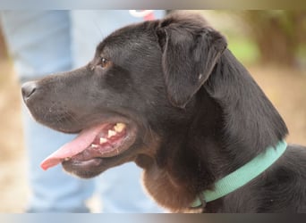 Asterix - lebhafter, freundlicher Rüde mit viel Lebensfreude