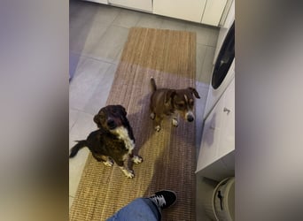 Joshi - auf PS in 45147 Essen - lieber, freundlicher Rüde der die Menschen sehr liebt