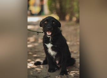 Litschi - auf PS in 45147 Essen - tolle Hündin die von Natur aus freundlich & liebenswert ist