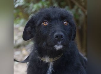 Litschi - auf PS in 45147 Essen - tolle Hündin die von Natur aus freundlich & liebenswert ist