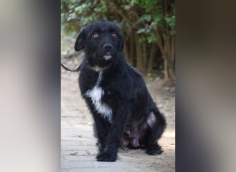 Litschi - auf PS in 45147 Essen - tolle Hündin die von Natur aus freundlich & liebenswert ist