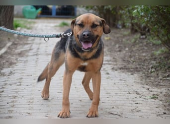 Persil - liebt es gekrault und gekuschelt zu werden, neugierig & freundlich