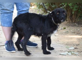 Litschi - auf PS in 45147 Essen - tolle Hündin die von Natur aus freundlich & liebenswert ist