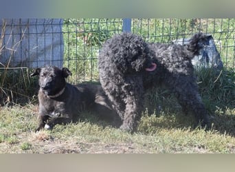 Kotangens - ruhige unauffällige Hundedame sucht Menschen mit Herz