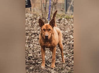 Solo - auf PS in 53894 Mechernich - liebe, nette, blinde Hündin die sicher und selbstbewußt ist