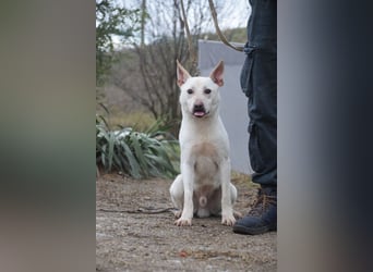 Momo - liebt die Menschen und ist sehr freundlich