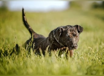 Kotangens - ruhige unauffällige Hundedame sucht Menschen mit Herz