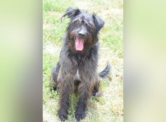 Elmo - ein anhänglicher, loyaler, verschmuster, netter, kastrierter Rüde