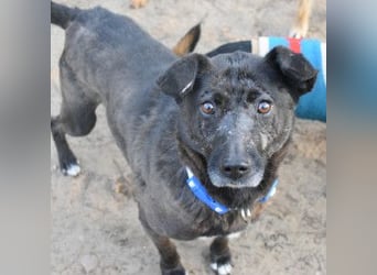 Kotangens - ruhige unauffällige Hundedame sucht Menschen mit Herz