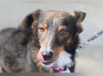 Joshi - auf PS in 45147 Essen - lieber, freundlicher Rüde der die Menschen sehr liebt