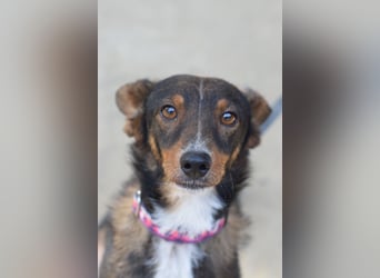 Joshi - auf PS in 45147 Essen - lieber, freundlicher Rüde der die Menschen sehr liebt