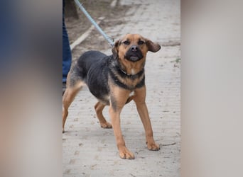 Persil - liebt es gekrault und gekuschelt zu werden, neugierig & freundlich