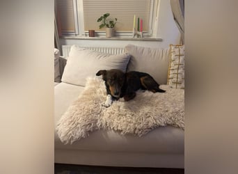 Joshi - auf PS in 45147 Essen - lieber, freundlicher Rüde der die Menschen sehr liebt