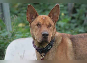 Solo - auf PS in 53894 Mechernich - liebe, nette, blinde Hündin die sicher und selbstbewußt ist