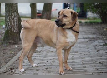 Popeye - charmanter, liebenswerter, toller Rüde