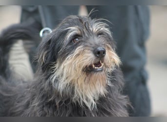 Timmy - freundlich, verschmuster Rüde der die Nähe der Menschen genießt