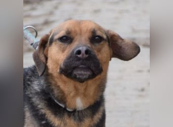 Persil - liebt es gekrault und gekuschelt zu werden, neugierig & freundlich