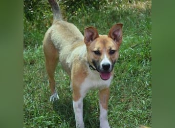 Caroline - menschenbezogene Hündin die ein sportliches Zuhause sucht