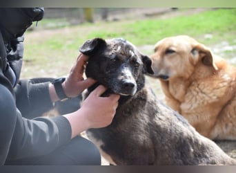 Kotangens - ruhige unauffällige Hundedame sucht Menschen mit Herz