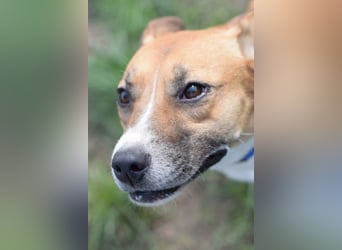 Caroline - menschenbezogene Hündin die ein sportliches Zuhause sucht