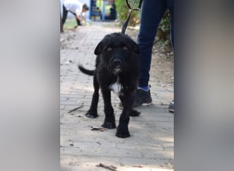 Litschi - auf PS in 45147 Essen - tolle Hündin die von Natur aus freundlich & liebenswert ist