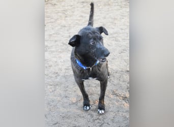 Kotangens - ruhige unauffällige Hundedame sucht Menschen mit Herz