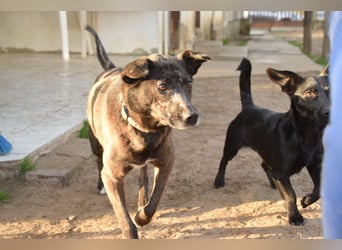 Kotangens - ruhige unauffällige Hundedame sucht Menschen mit Herz