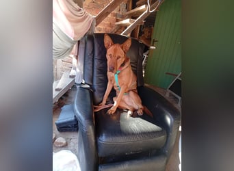 Solo - auf PS in 53894 Mechernich - liebe, nette, blinde Hündin die sicher und selbstbewußt ist