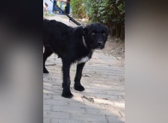 Litschi - auf PS in 45147 Essen - tolle Hündin die von Natur aus freundlich & liebenswert ist