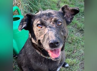 Kotangens - ruhige unauffällige Hundedame sucht Menschen mit Herz